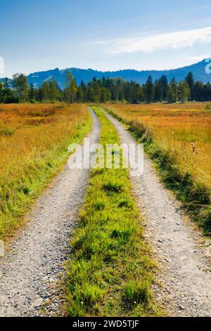 La strada di campagna conduce attraverso la brughiera di Rothenthurm, Schwyz, Svizzera Foto Stock