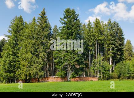 Wood Scheiterbeige ai margini della pineta, Svizzera Foto Stock