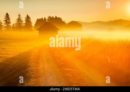 La luce dorata del mattino scorre attraverso i campi di nebbia e la brughiera di Rothenthurm, Schwyz, Svizzera Foto Stock