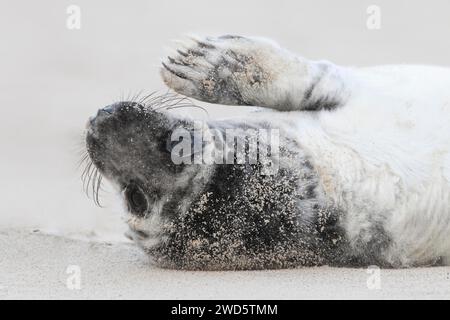Cucciolo di foca grigia in pelliccia bianca-nera sdraiato su una spiaggia sabbiosa e salutato con la pinna, sull'isola di Duene, vicino a Heligoland, in Germania Foto Stock