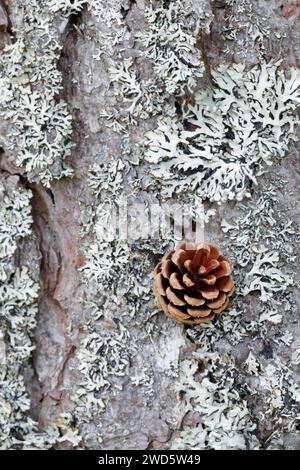 Coni di pino sulla corteccia di alberi ricoperta di licheni, Scozia, Gran Bretagna Foto Stock