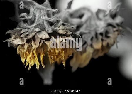 La natura è bellissima. Girasoli floreali secchi e secchi, sparati da vicino, botanica coltivata in giardino. Foto Stock