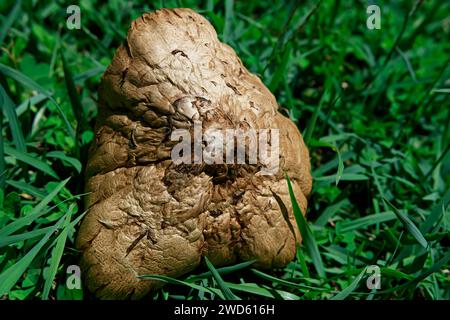 La natura è bellissima. Fungo, fungo dopo la pioggia nell'erba, botanica coltivata in giardino. Foto Stock