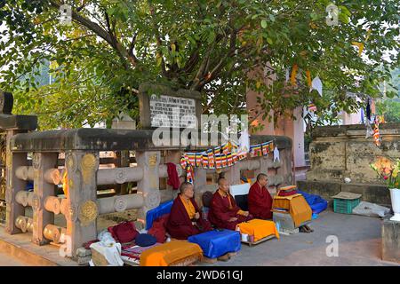 Monaci che pregano sotto l'albero Rajayatana, dove Buddha meditò durante la settima settimana dopo il suo Illuminismo Foto Stock