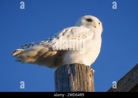 Gufo innevato in inverno a Saskatchewan, Canada, splendida Foto Stock