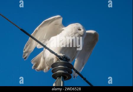 Gufo innevato in inverno a Saskatchewan, Canada, splendida Foto Stock