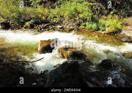 Un torrente tempestoso di un rapido fiume si piega intorno alle pietre del suo canale che scorre attraverso la foresta mattutina all'ombra di alberi alti. Fiume Iogach, A Foto Stock