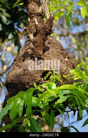 Coptotermes formosanus (termite Formosan, super-termite, semut kongkiak, rayap, anai-anai, putih di semut) nel legno secco Foto Stock