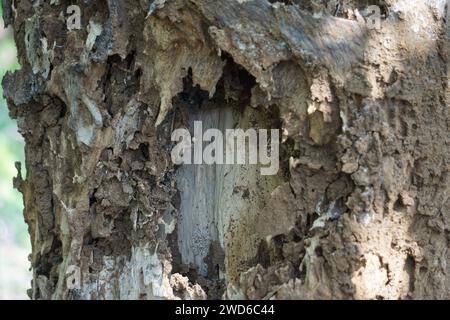 Coptotermes formosanus (termite Formosan, super-termite, semut kongkiak, rayap, anai-anai, putih di semut) nel legno secco Foto Stock