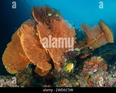 Gigantesca gorgonia Sea fan Soft Coral. Ramificazione dei coralli di Gorgonia. Animali marini invertebrati Alcyonacea, Cnidaria Octocorals. Coral Reef Life Undersea. Foto Stock