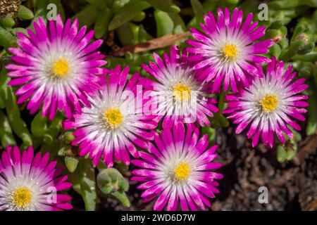 Issaquah, Washington, USA. Gruppo di fiori di piante di ghiaccio gioiello del deserto Ametista. Foto Stock