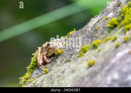 Issaquah, Washington, USA. Pacific Tree Frog riposa su una roccia vicino a uno stagno Foto Stock