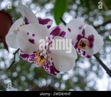 Orchidea bianca con luci viola con baldacchino ad albero e cielo sullo sfondo Foto Stock