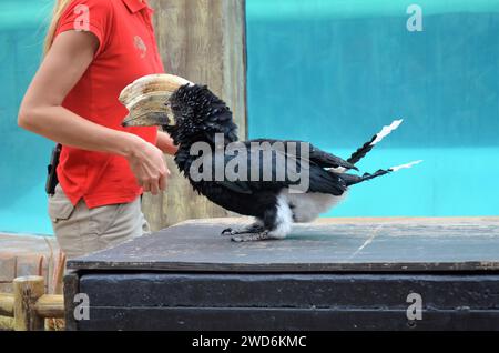 primo piano di un fiocco d'argento a Tenerife Foto Stock