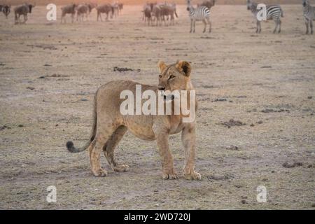 Una vista panoramica di un leone in safari in Kenya Foto Stock