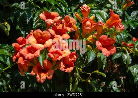 Campsis grandiflora, enredadera de trompeta China Foto Stock