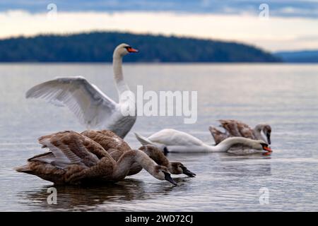 Un gregge di cigni muti e adulti, Fulford Harbour, Salt Spring Island, British Columbia Canada Foto Stock