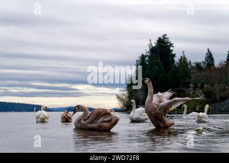 Un gregge di cigni muti e adulti, Fulford Harbour, Salt Spring Island, British Columbia Canada Foto Stock