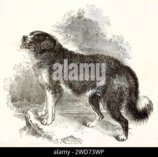 Vecchia incisione di un cane di Terranova, testa sollevata, posizione maestosa, che domina la cornice contro un cielo nuvoloso. Di Quartley, Brehm, Parigi, 1878 Foto Stock