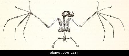 Vecchia illustrazione incisa dello scheletro di Pteropus edulis. Di autore sconosciuto, pubblicato su Brehm, Les Mammifers, Baillière et fils, Parigi, 1878 Foto Stock