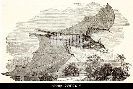 Vecchia illustrazione incisa di Pteropus edulis. Di autore sconosciuto, pubblicato su Brehm, Les Mammifers, Baillière et fils, Parigi, 1878 Foto Stock