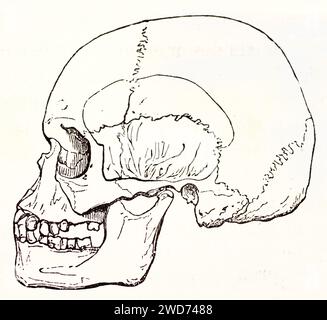 Cranio umano, vista laterale, isolato su bianco, che mostra fossa temporale e strutture ossee interne esposte. Di autore sconosciuto, Brehm, Parigi, 1878 Foto Stock
