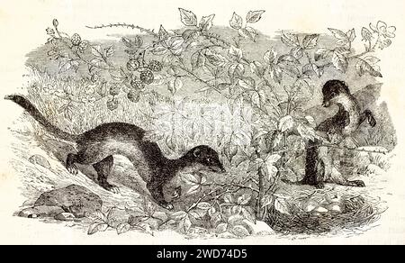 Due fette di cappotto estivo che razziano il nido di un uccello con uova, in mezzo a fragole, sfondo completamente naturale. Di Zimmermann, Brehm, Parigi, 1878 Foto Stock