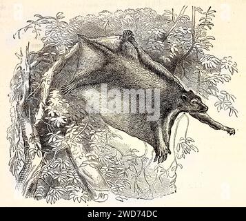 Vecchia illustrazione incisa di Sunda Flying Lemur. Di autore sconosciuto, pubblicato su Brehm, Les Mammifers, Baillière et fils, Parigi, 1878 Foto Stock