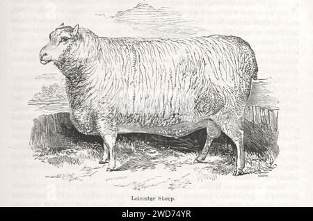 "LEICESTER SHEEP" - immagine tratta da "The Popular History of England: An Illustrated History of Society and Government from the Early Period to Our OwnTimes" di Charles KNIGHT - Londra. Bradbury ed Evans. 1856-1862 Foto Stock