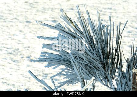 La lussureggiante vegetazione in un prato coperto di neve Foto Stock