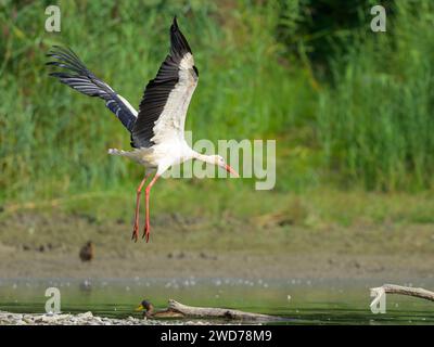 Una cicogna bianca che vola a bassa quota sull'acqua, una giornata di sole in autunno, Austria Foto Stock