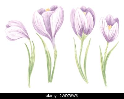 Set acquerello di croci viola fiori con foglie verdi. Immagine isolata disegnata a mano zafferano in fiore a molla. Modello botanico floreale per po Foto Stock