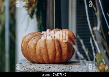 Bellissima zucca grande all'aperto con sfondo sfocato Foto Stock