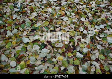 Un primo piano di un mucchio di foglie sul terreno Foto Stock