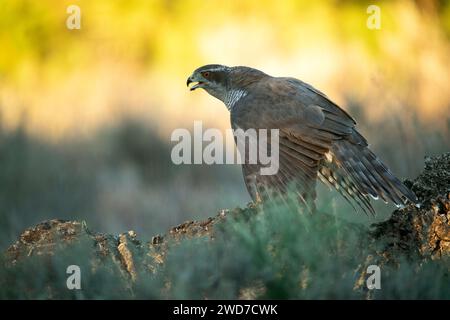 Femmina adulta del goshawk settentrionale che protegge le sue prede in una foresta mediterranea con l'ultima luce del pomeriggio Foto Stock