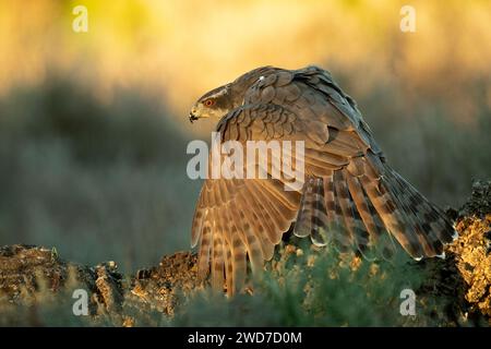 Femmina adulta del goshawk settentrionale che protegge le sue prede in una foresta mediterranea con l'ultima luce del pomeriggio Foto Stock