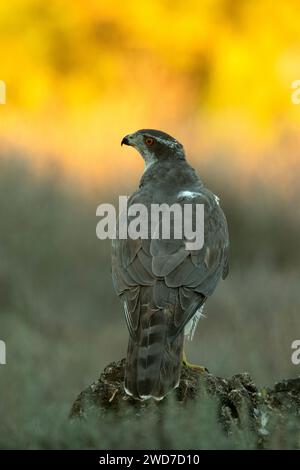 Femmina adulta del goshawk settentrionale che protegge le sue prede in una foresta mediterranea con l'ultima luce del pomeriggio Foto Stock