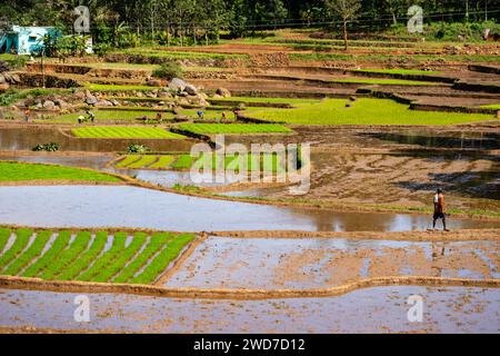 La luce del sole bagna un'ampia distesa di verde smeraldo mentre gli agricoltori impegnati intrecciano la vita nella terra Foto Stock