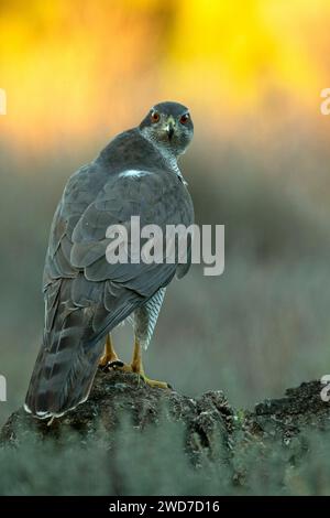 Femmina adulta del goshawk settentrionale che protegge le sue prede in una foresta mediterranea con l'ultima luce del pomeriggio Foto Stock