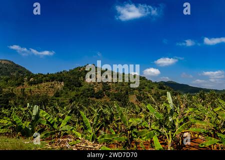 Lussureggianti montagne verdi si innalzano maestosamente su una tela di blu ceruleo, mentre gli alberi di banano oscillano dolcemente sotto, creando un paradiso tropicale. Foto Stock