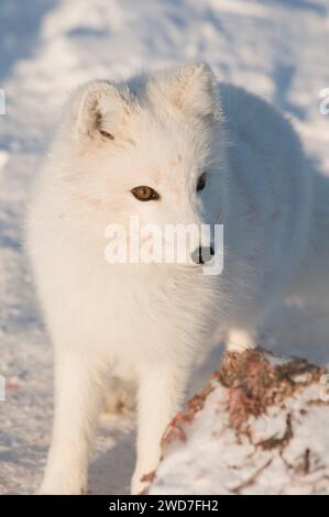 La volpe artica Alopex lagopus adulta nel suo cappotto invernale viaggia lungo la costa artica alla ricerca di cibo 1002 nell'area ANWR Alaska Foto Stock