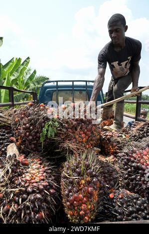GHANA, Nkawkaw, coltivazione e raccolta dell'olio di palma, frutta dell'olio di palma su camion / GHANA, Ölpalm Anbau und Ernte, Palmöl Früchte auf LKW Foto Stock