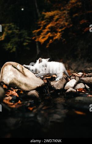 White Kitten che salta su rocce vicino al fiume Foto Stock