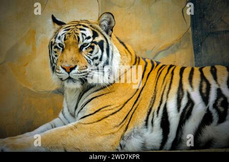 Ritratto della tigre del Bengala alla conservazione Foto Stock