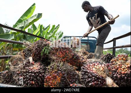 GHANA, Nkawkaw, coltivazione e raccolta dell'olio di palma, frutta dell'olio di palma su camion / GHANA, Ölpalm Anbau und Ernte, Palmöl Früchte auf LKW Foto Stock