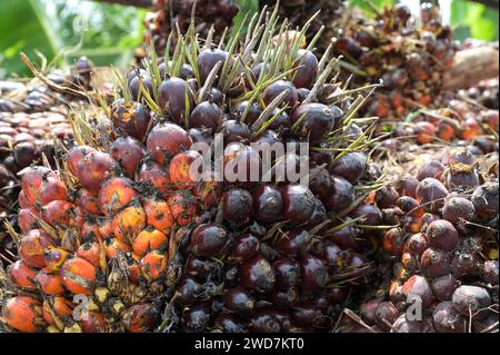 GHANA, Nkawkaw, coltivazione e raccolta dell'olio di palma, frutto dell'olio di palma con chicchi / GHANA, Ölpalm Anbau und Ernte, Palmöl Früchte mit Kernen Foto Stock