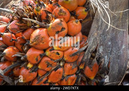 GHANA, Nkawkaw, coltivazione e raccolta dell'olio di palma, frutto dell'olio di palma con chicchi / GHANA, Ölpalm Anbau und Ernte, Palmöl Früchte mit Kernen Foto Stock