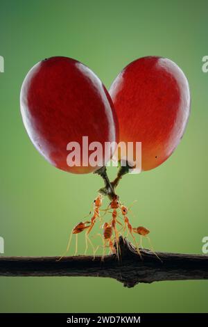 Formiche e uva rossa sul ramo Foto Stock