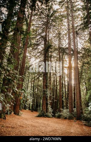 Splendido e tranquillo bosco di sequoie nella California settentrionale Foto Stock