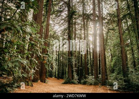 Foresta di sequoie nel nord della California Foto Stock
